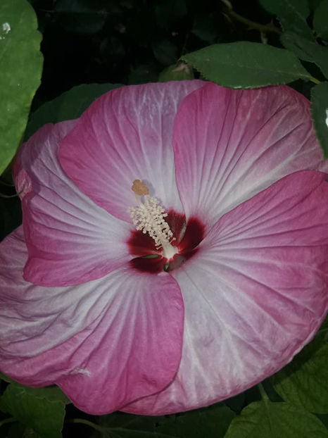  - Hibiscus Moscheutos