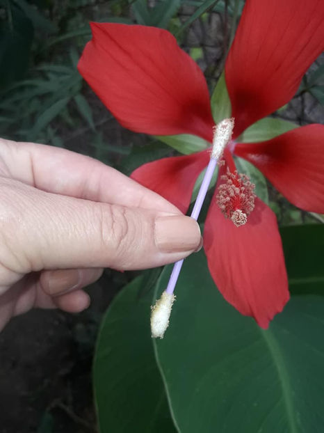  - Hibiscus Moscheutos