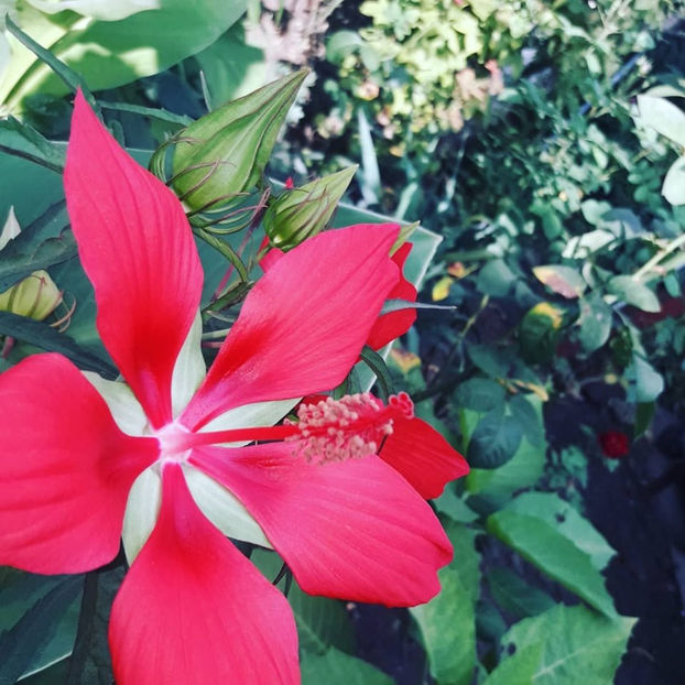  - Hibiscus coccineus