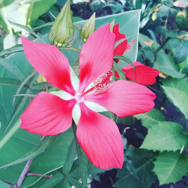  - Hibiscus coccineus