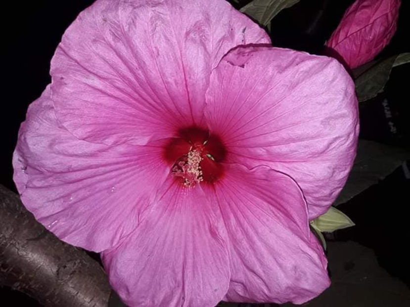  - Hibiscus Plum Crazy