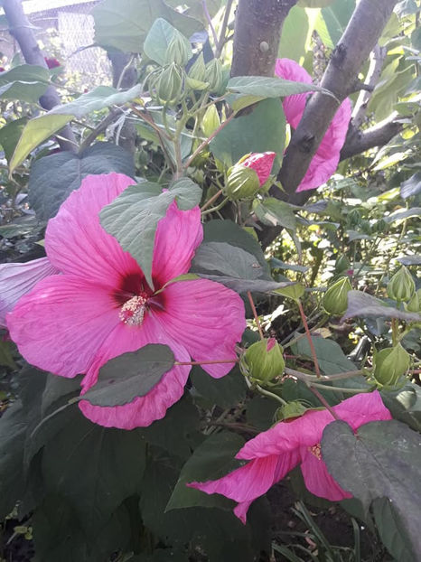  - Hibiscus Plum Crazy