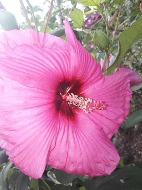  - Hibiscus Plum Crazy