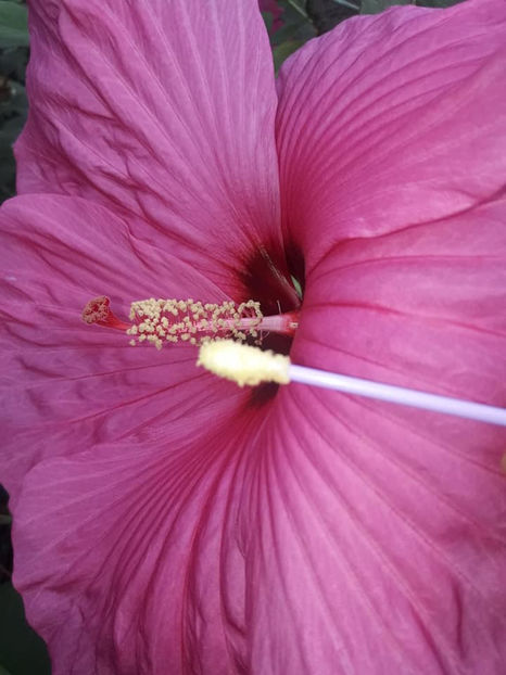  - Hibiscus Plum Crazy