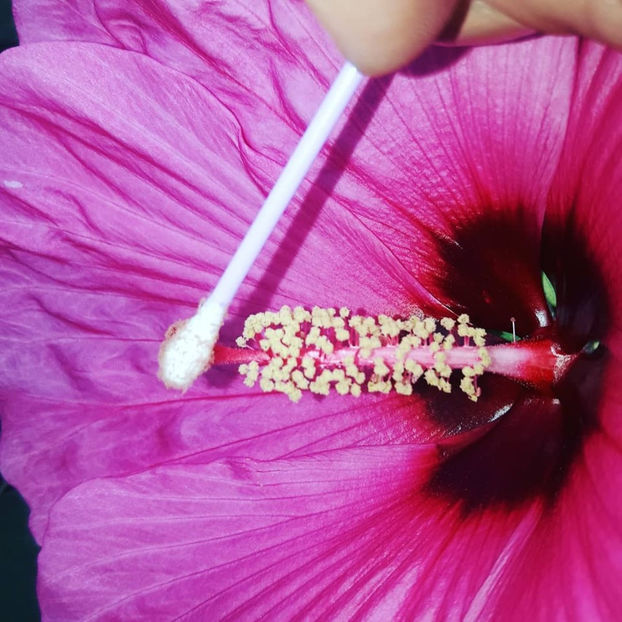  - Hibiscus Plum Crazy