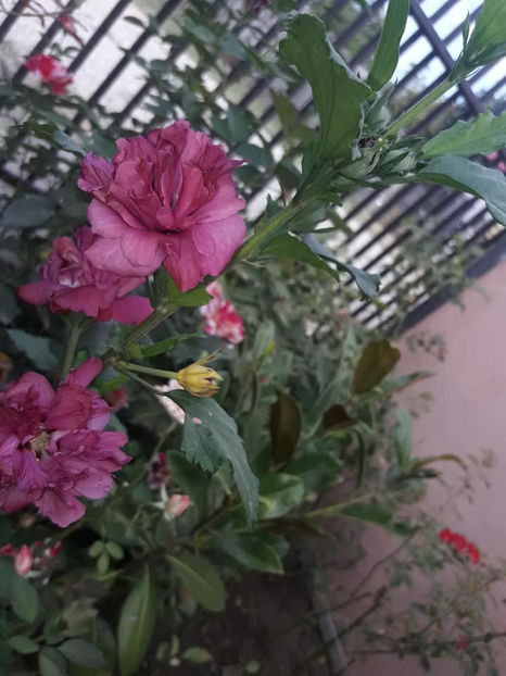  - Hibiscus Plum Crazy