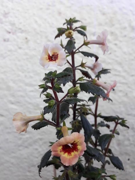  - 001 2021 - Yellow Queen Hy