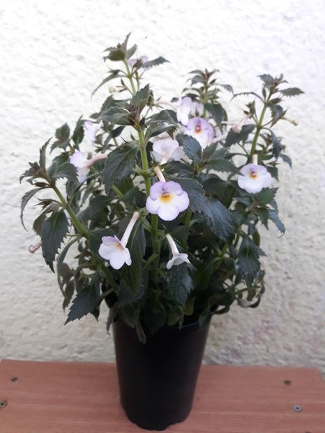  - R20 - Mesange Blanche