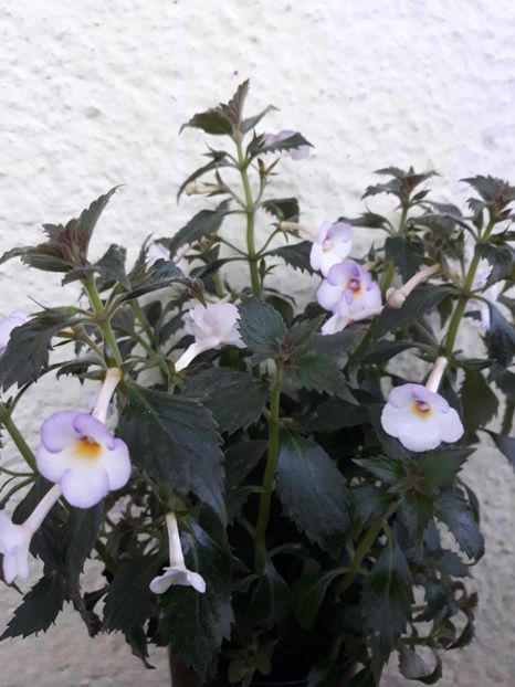  - R20 - Mesange Blanche