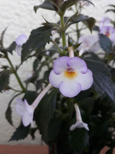  - R20 - Mesange Blanche