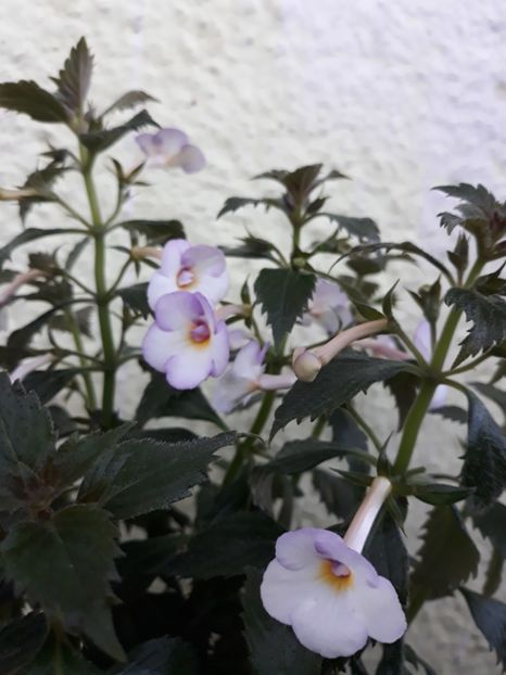  - R20 - Mesange Blanche