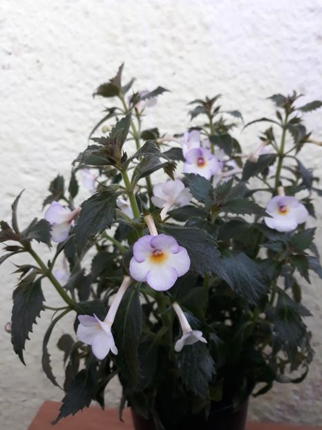  - R20 - Mesange Blanche