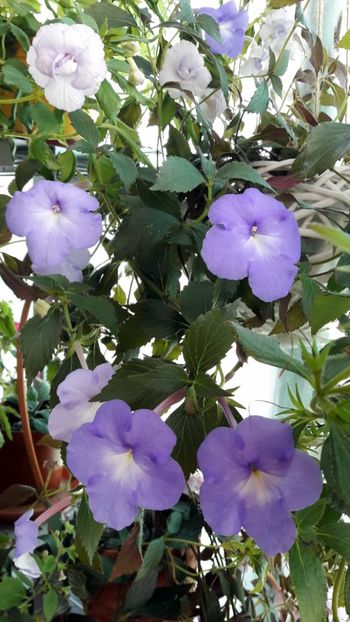 Kim si Made in Heaven - Kim Blue