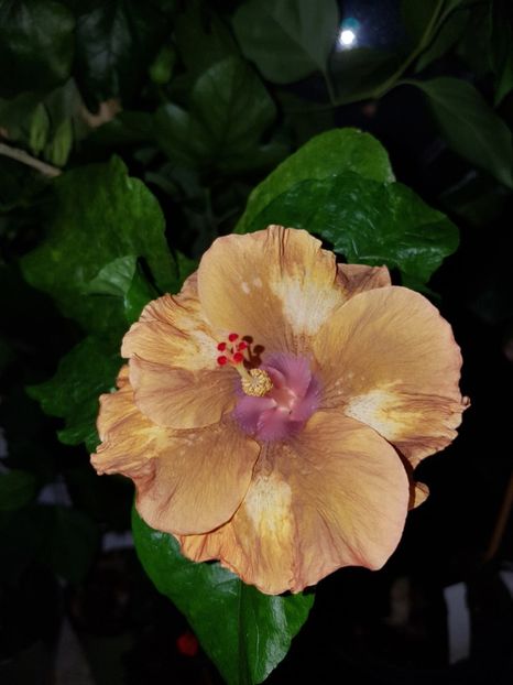  - Hibiscus Antique Treasure