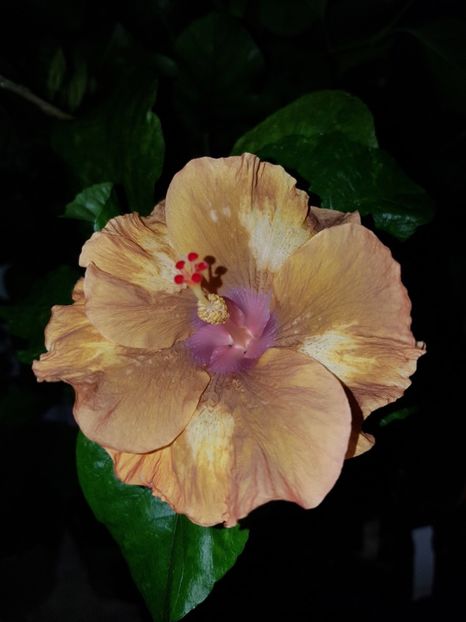  - Hibiscus Antique Treasure