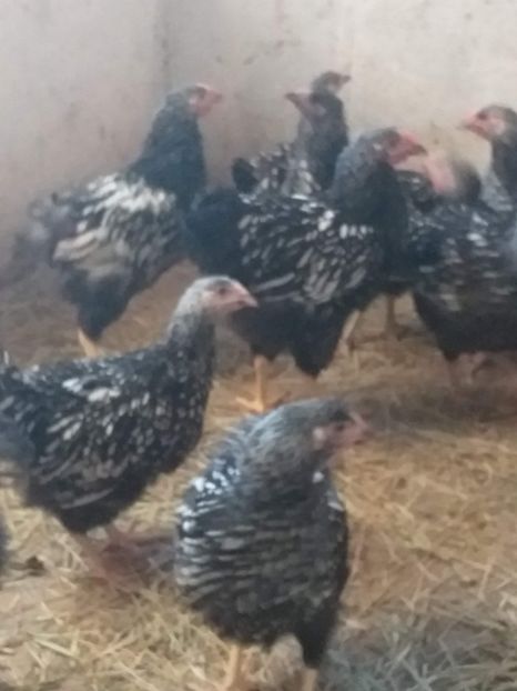  - Pui wiandotte argintiu2019