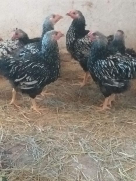  - Pui wiandotte argintiu2019