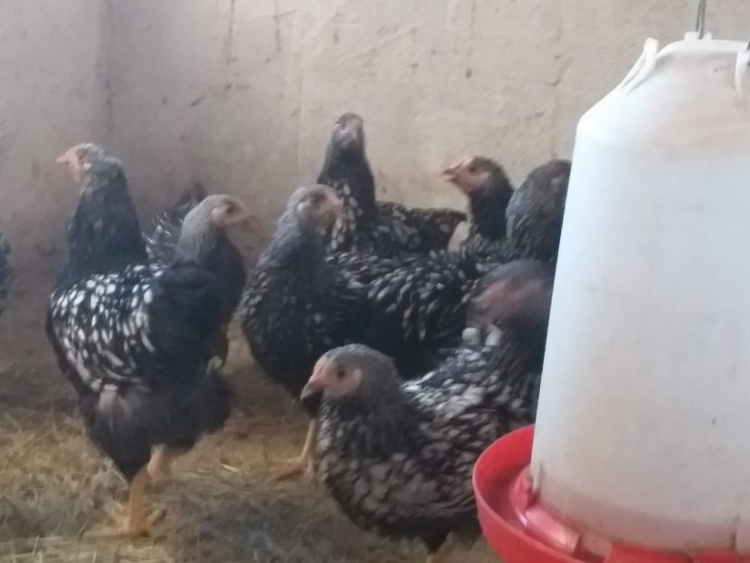  - Pui wiandotte argintiu2019