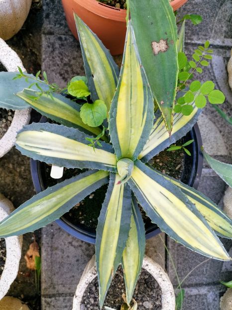 Agave americana mediopicta aurea 150 - Vanzari agave