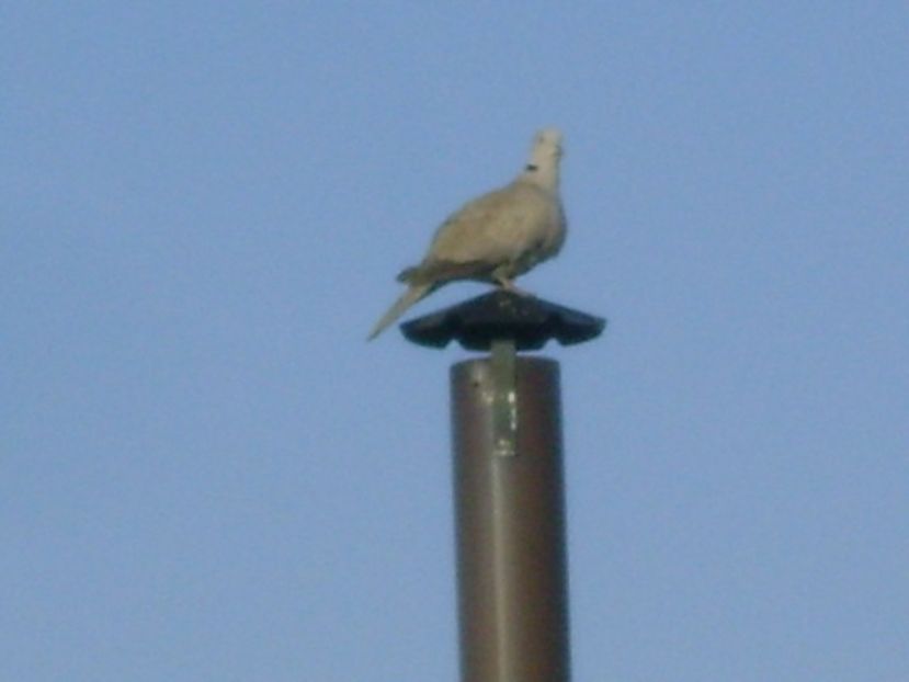 Turnul de veghe - r Vara 2016-2017-2018-2019