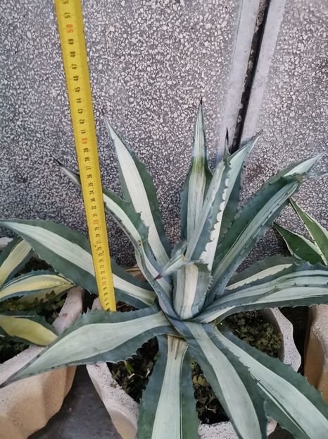 Agave americana mediopicta alba 200 - Vanzari agave