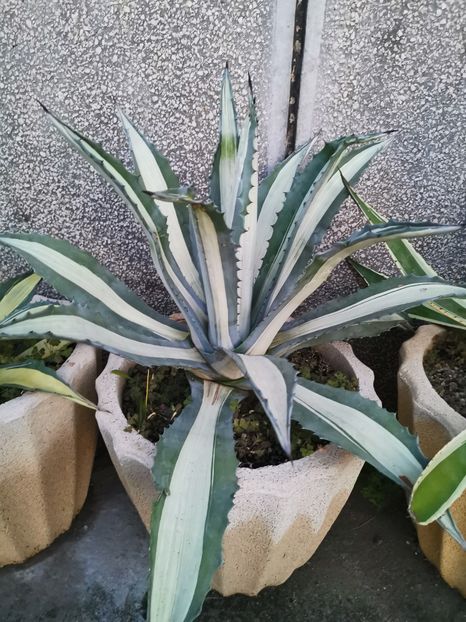  - Vanzari agave