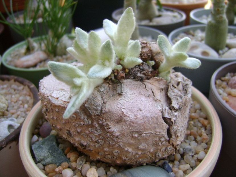 Sinningia leucotricha - Caudiciforme si bulbi 2019