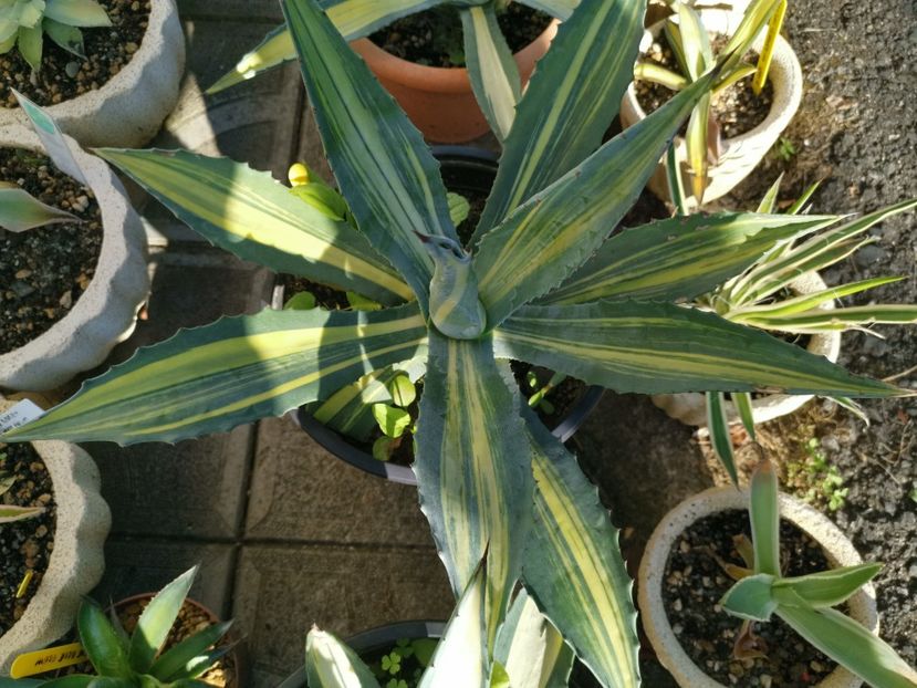 Agave americana striata 100 ron - Vanzari agave