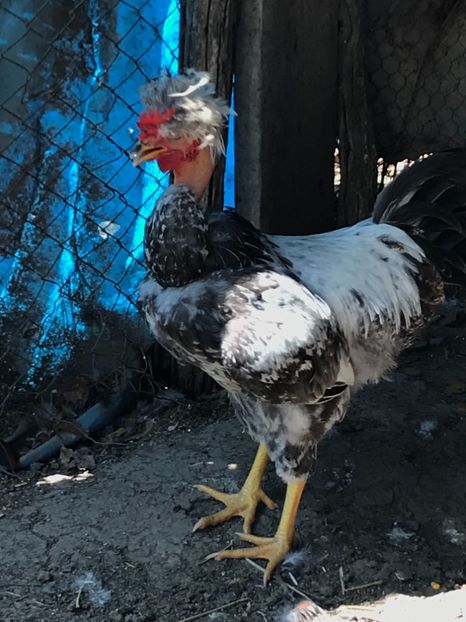 3E843A9D-8E4D-427F-87A4-00659A7A3271 - Puisori 2019