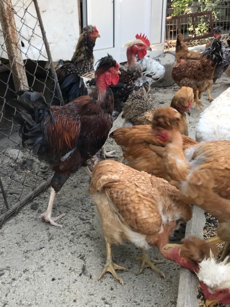 95AFE8C1-3478-4200-84A6-7BDAB2DC324D - Puisori 2019