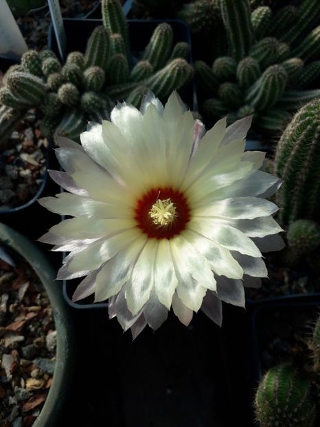 Astrophytum asterias - Cactusi înfloriti 2019