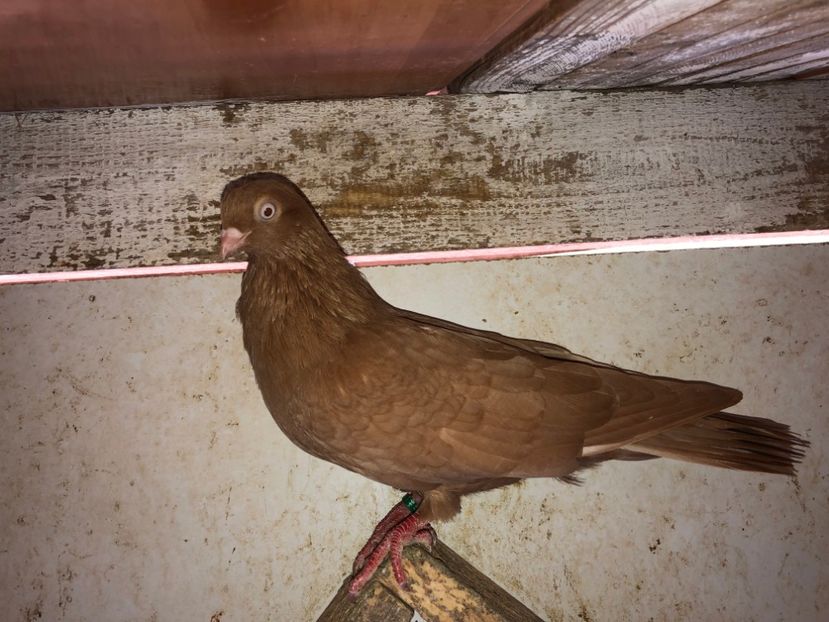  - 02 de prin volieră