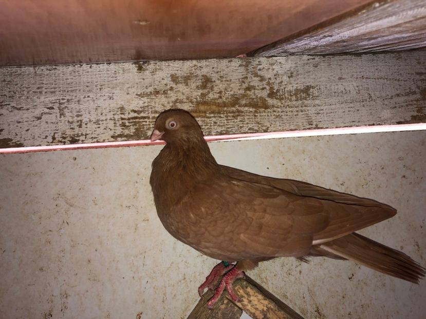  - 02 de prin volieră