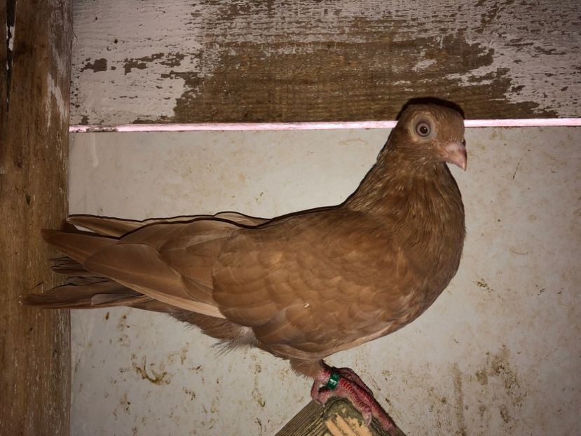  - 02 de prin volieră