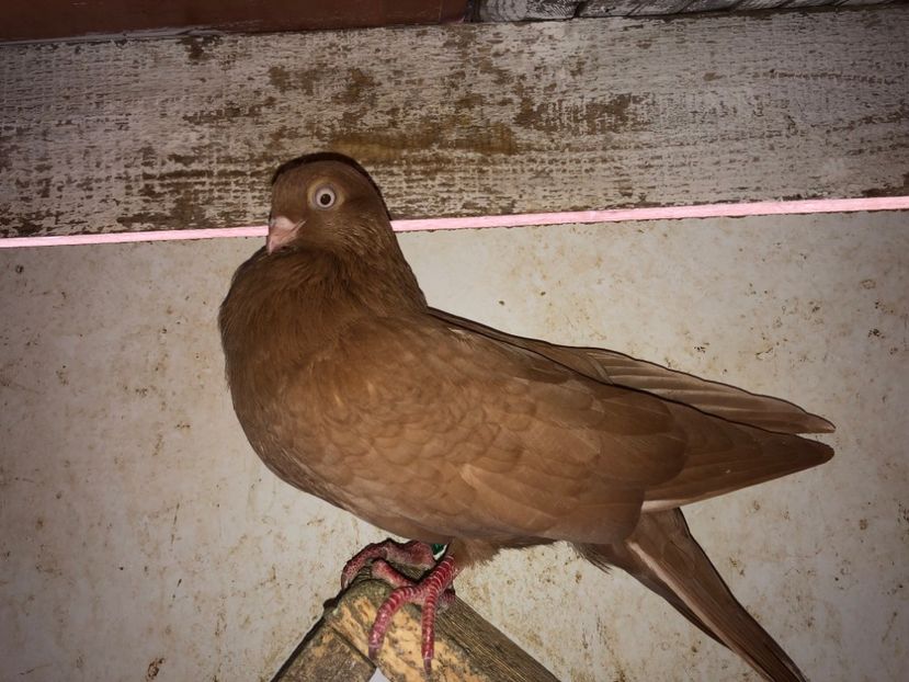  - 02 de prin volieră