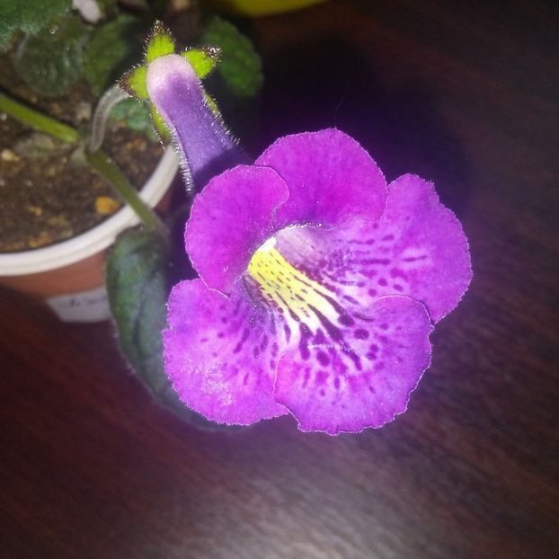 Hybrid eumorpha - Sinningia 2019