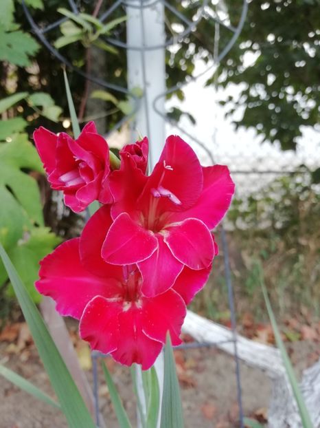 23.08 - gradina 2019