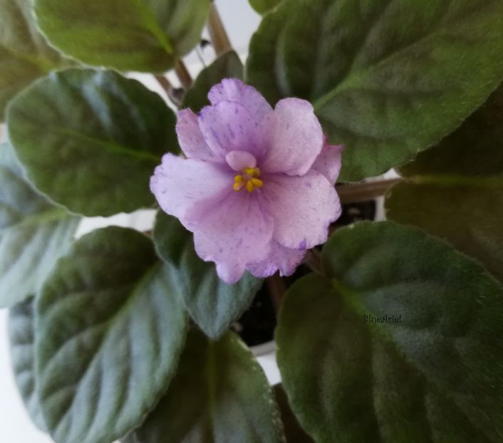  - Buckeye Love_s Caress