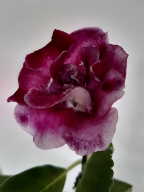  - 1GLOXINIA-2018- 2021