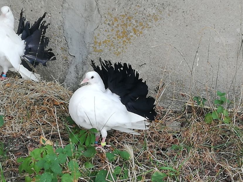  - Voltati coadă neagra și rosie