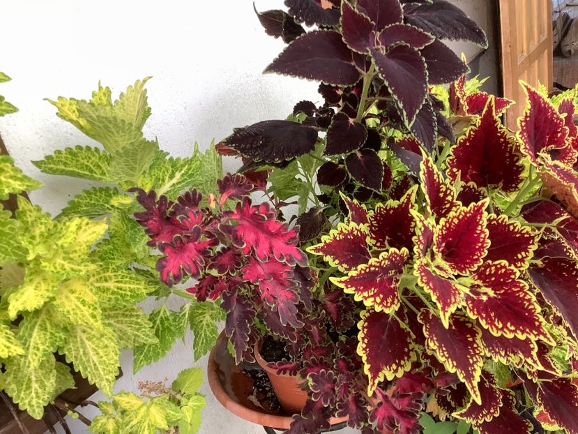  - Coleus Urzicuță