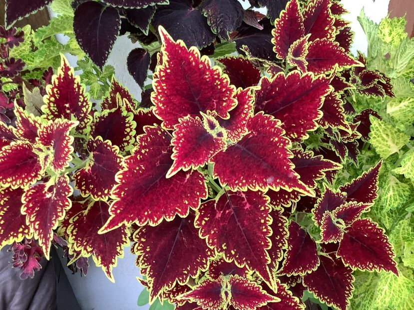  - Coleus Urzicuță