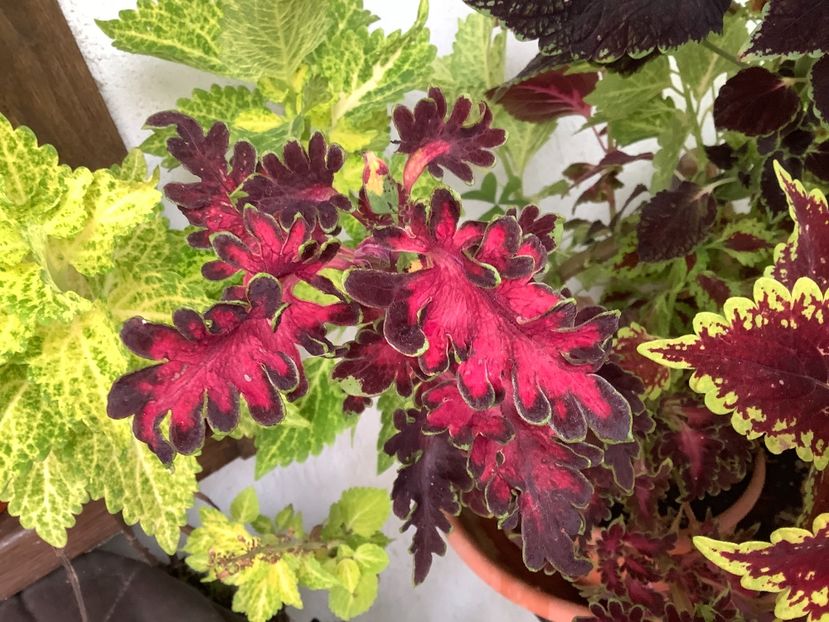  - Coleus Urzicuță