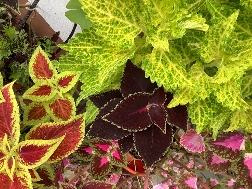  - Coleus Urzicuță