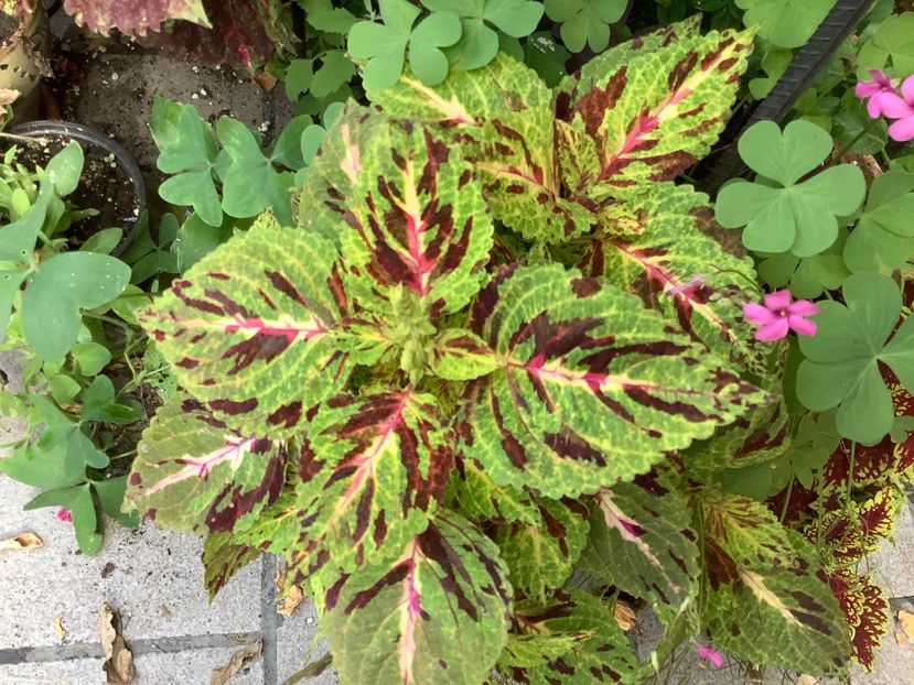  - Coleus Urzicuță