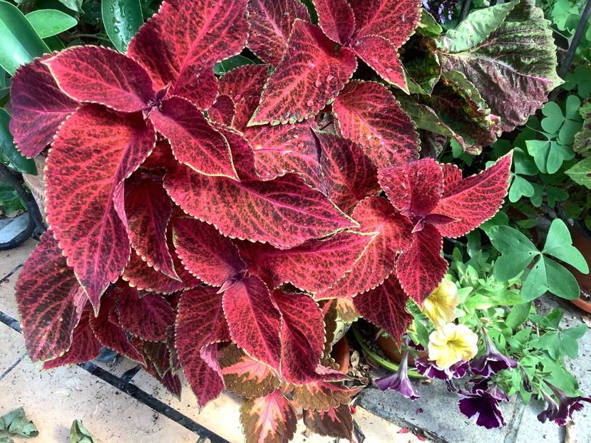  - Coleus Urzicuță