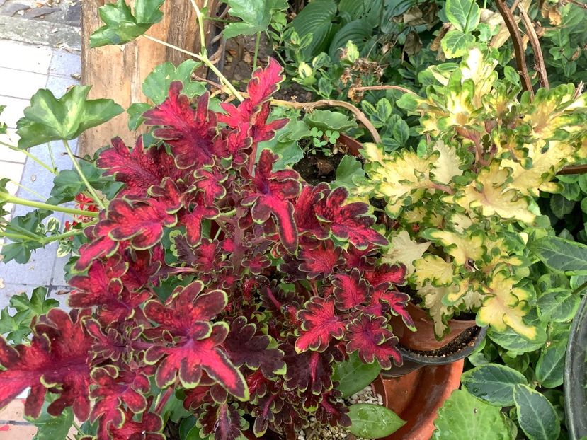  - Coleus Urzicuță