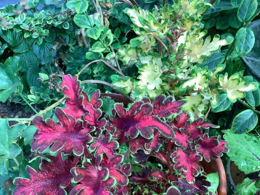  - Coleus Urzicuță