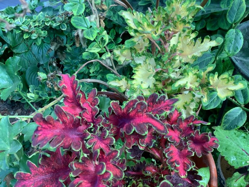  - Coleus Urzicuță
