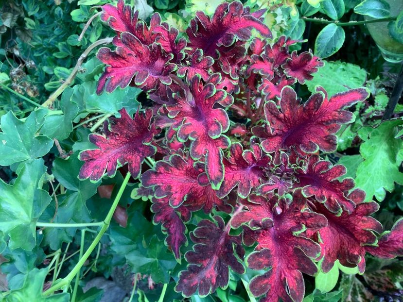 - Coleus Urzicuță